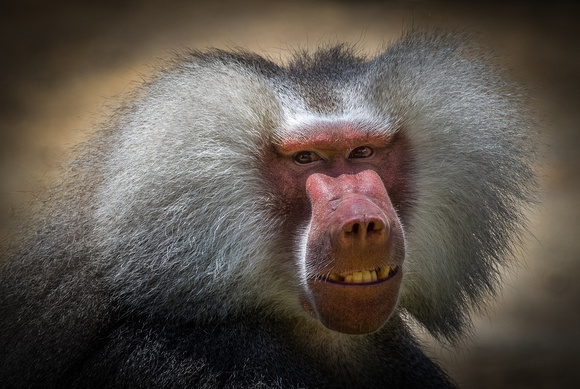 Hamadryas Baboon_Library